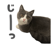 858019474