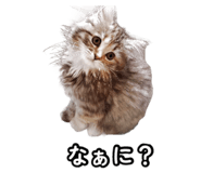 858020965