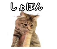 858020966
