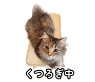 858020967