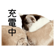 858025772