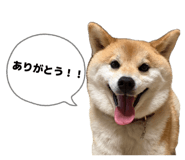 858029075