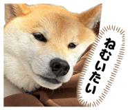 858029080