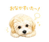 858030187