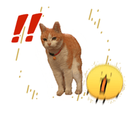 858030196