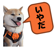 858030769