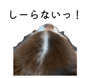 858030808
