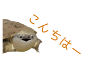 858034333