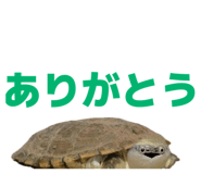 858034338