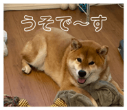 858041774