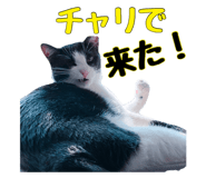 858042779