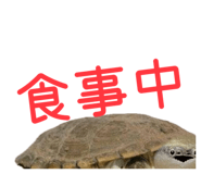 858051333
