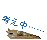 858051334
