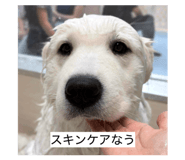 858054455
