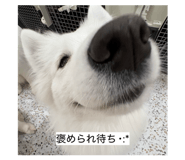 858054462