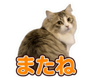858054651
