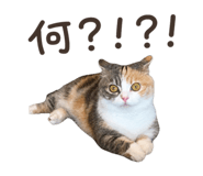 858059786