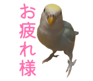 858062451