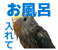 858062477