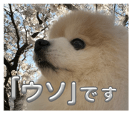 858064588