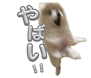 858064594
