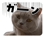 858064685