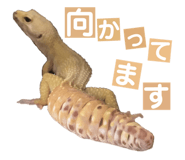 858065215