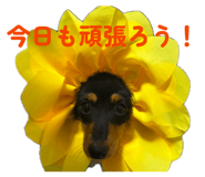 858066736