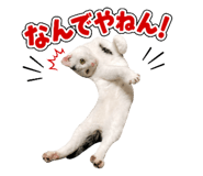 858067981