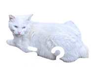 858069975