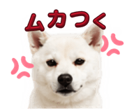 858071152
