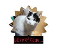 858071207