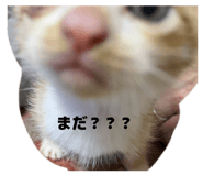 858073114