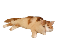 858081041