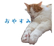 858081042