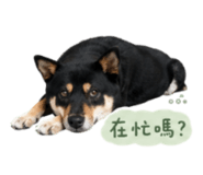 858086087