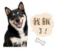 858086093