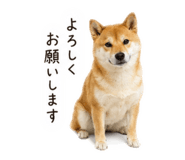 858088981
