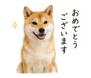 858088987