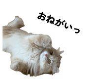 858089958