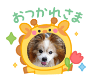 858091136