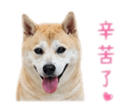 858115300