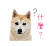 858115302