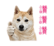 858115304