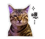 858115617