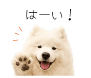 858125011