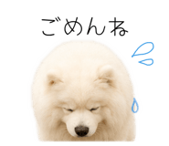858125016