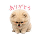 858125523