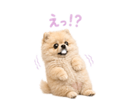 858125548