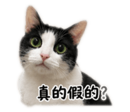 858125629
